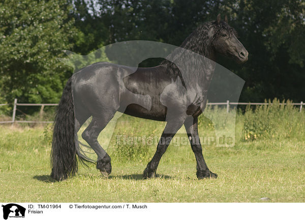 Frisian / TM-01964