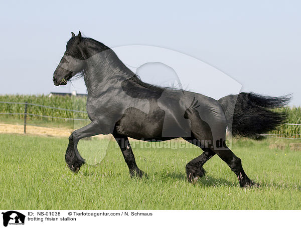 trotting frisian stallion / NS-01038