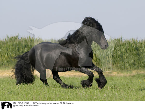 galloping frisian stallion / NS-01039