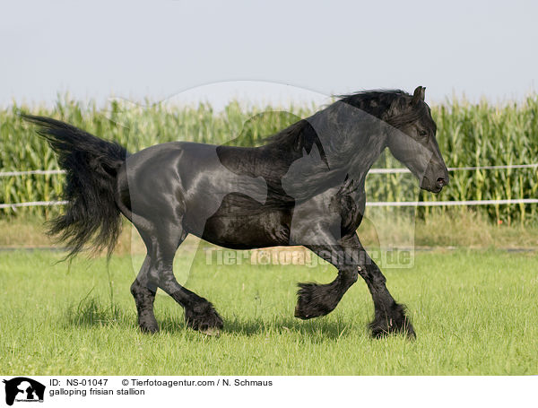 galloping frisian stallion / NS-01047