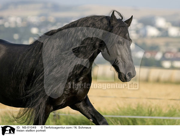 frisian stallion portrait / NS-01049