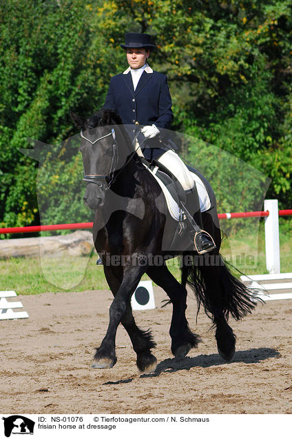 Friese bei der Dressur / frisian horse at dressage / NS-01076