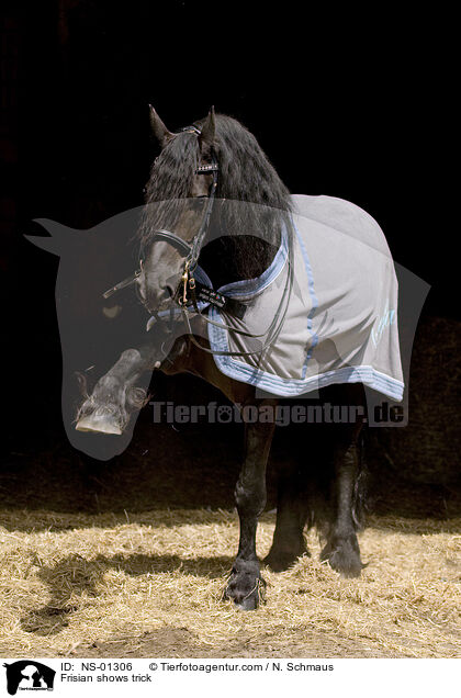 Friese zeigt Trick / Frisian shows trick / NS-01306