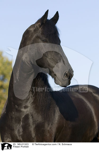 Frisian Portrait / NS-01323