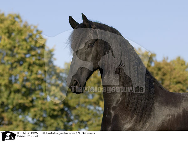 Frisian Portrait / NS-01325