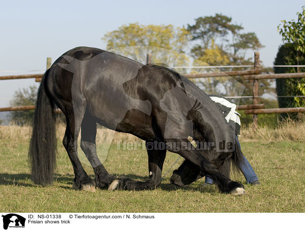 Friese zeigt Trick / Frisian shows trick / NS-01338