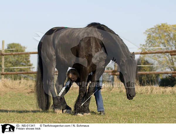 Friese zeigt Trick / Frisian shows trick / NS-01341