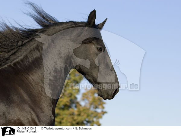 Frisian Portrait / NS-01342