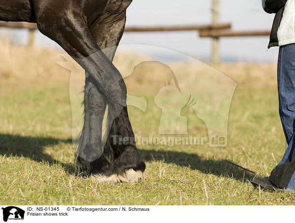 Friese zeigt Trick / Frisian shows trick / NS-01345