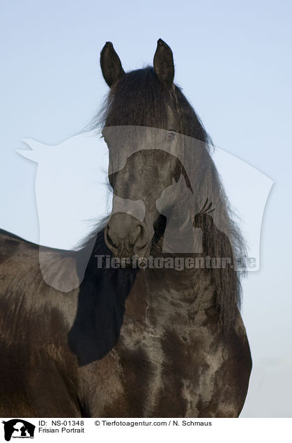 Frisian Portrait / NS-01348