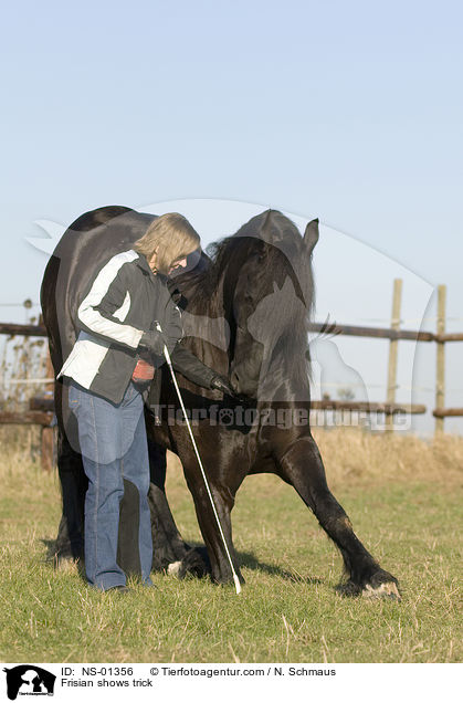 Frisian shows trick / NS-01356