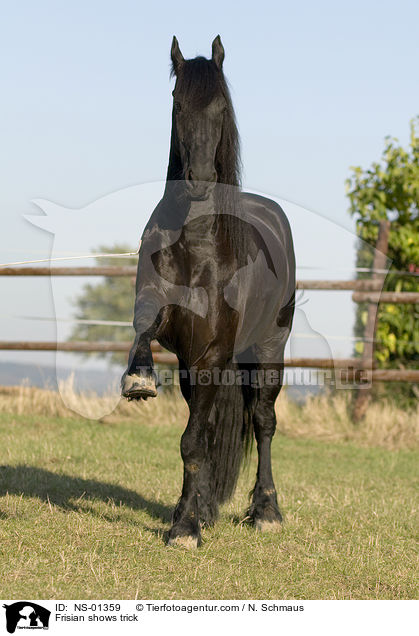 Friese zeigt Trick / Frisian shows trick / NS-01359