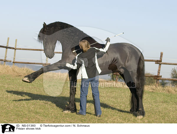 Friese zeigt Trick / Frisian shows trick / NS-01360