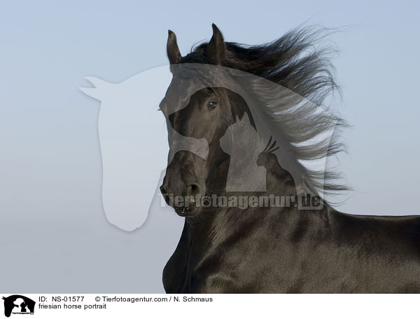 friesian horse portrait / NS-01577