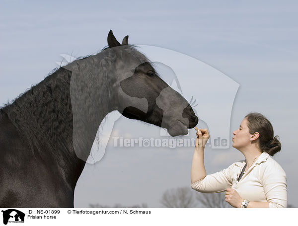 Friese / Frisian horse / NS-01899