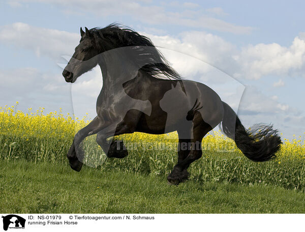 running Frisian Horse / NS-01979
