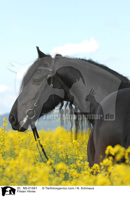 Friese im Raps / Frisian Horse / NS-01981