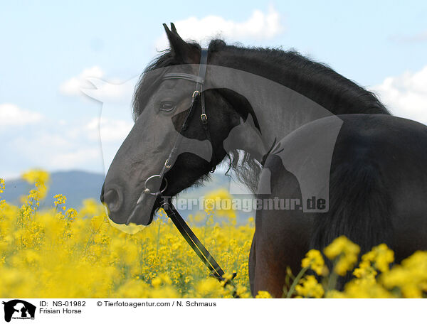 Frisian Horse / NS-01982