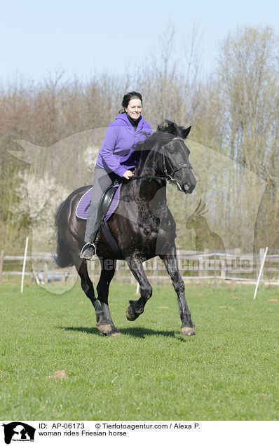 Frau reitet Friese / woman rides Friesian horse / AP-06173