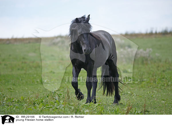 young Friesian horse stallion / RR-29166