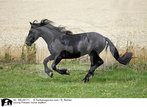 young Friesian horse stallion / RR-29171