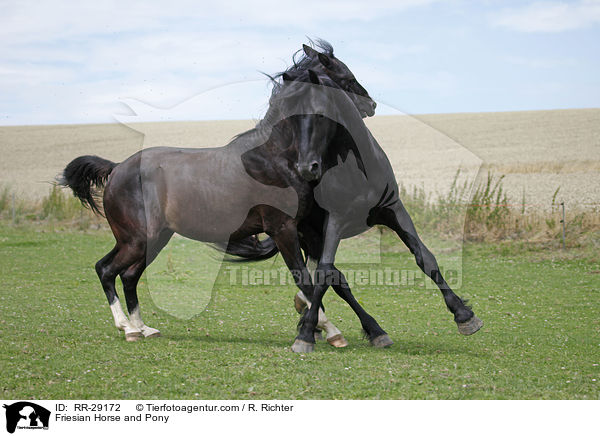 Friese und Deutsches Reitpony / Friesian Horse and Pony / RR-29172