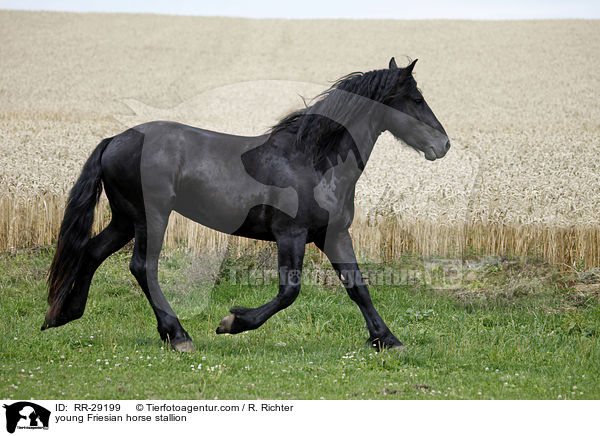 junger Friesenhengst / young Friesian horse stallion / RR-29199