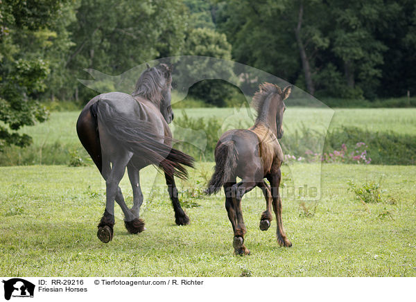 Friesen / Friesian Horses / RR-29216