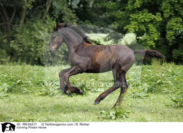 rennender Friese / running Frisian Horse / RR-29217