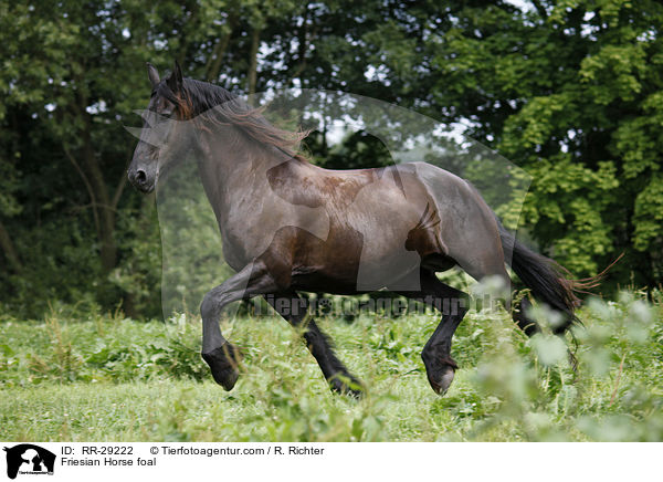 Friese Fohlen / Friesian Horse foal / RR-29222