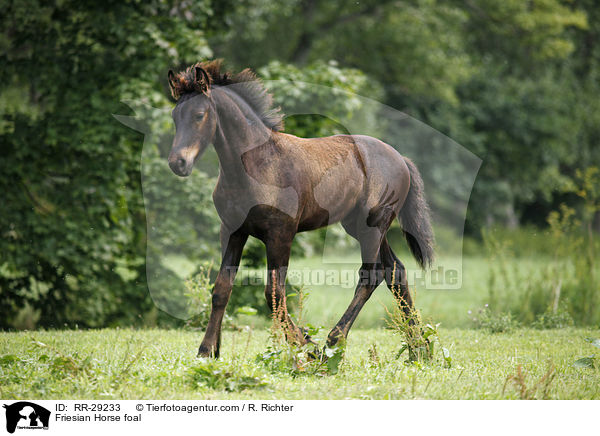Friese Fohlen / Friesian Horse foal / RR-29233