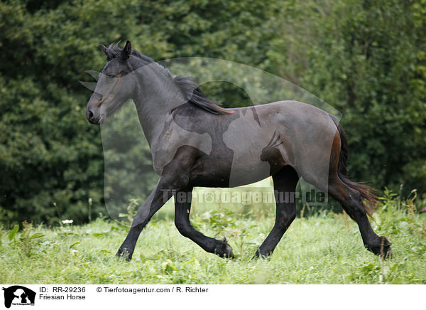Friese / Friesian Horse / RR-29236