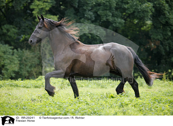 Friese / Friesian Horse / RR-29241