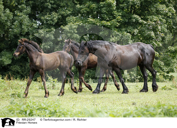 Friesen / Friesian Horses / RR-29247