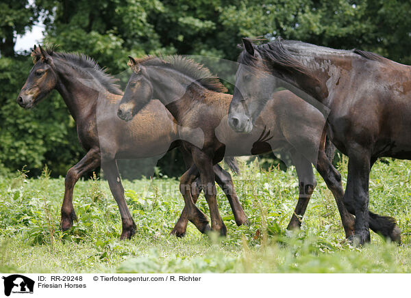 Friesen / Friesian Horses / RR-29248