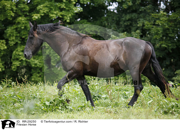 Friese / Friesian Horse / RR-29250