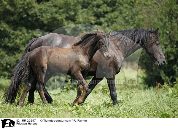 Friesen / Friesian Horses / RR-29257