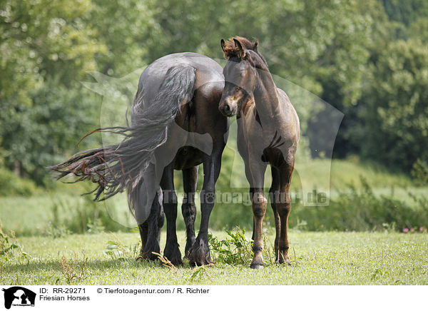 Friesen / Friesian Horses / RR-29271