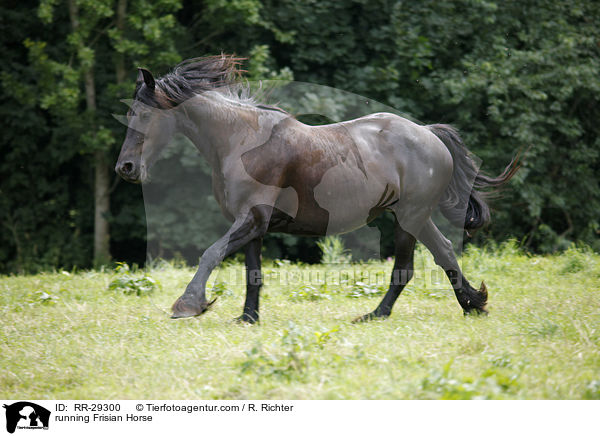 rennender Friese / running Frisian Horse / RR-29300