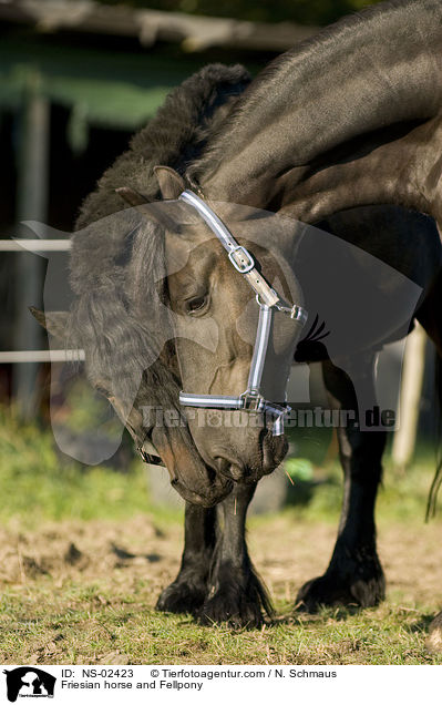 Friese und Fellpony / Friesian horse and Fellpony / NS-02423