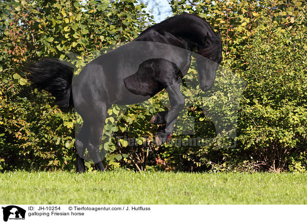 galoppierender Friese / galloping Friesian horse / JH-10254