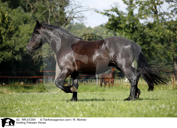 trabender Friese / trotting Friesian Horse / RR-37284