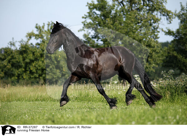 rennender Friese / running Friesian Horse / RR-37287