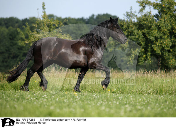 trabender Friese / trotting Friesian Horse / RR-37288