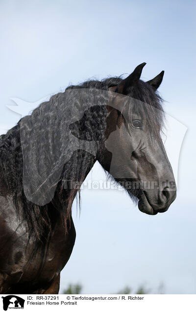 Friese Portrait / Friesian Horse Portrait / RR-37291