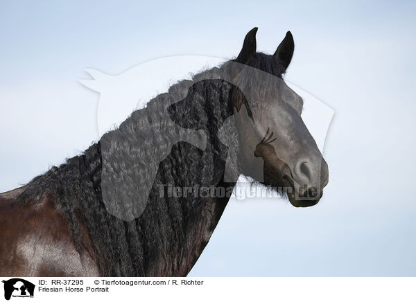 Friese Portrait / Friesian Horse Portrait / RR-37295