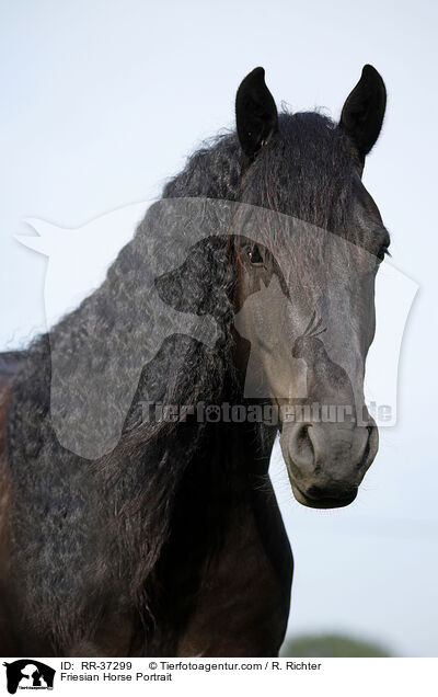 Friese Portrait / Friesian Horse Portrait / RR-37299