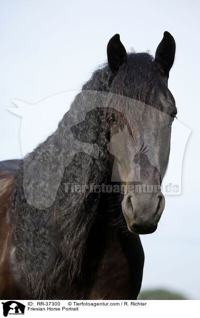 Friese Portrait / Friesian Horse Portrait / RR-37300