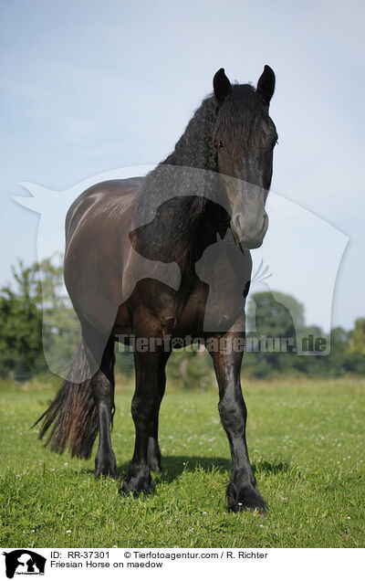 Friese auf der Weide / Friesian Horse on maedow / RR-37301