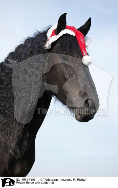 Friese mit Weihnachtsmannmtze / Frisian Horse with santa hat / RR-37306